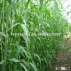 2014 New Forage Grass Seeds Sorghum Sudan Grass Seeds For Growing