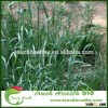 Touchhealthy supply orchardgrass seeds/Dactylis glomerata seeds/forage grass seeds