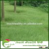 2016 Touchhealthy supply Buchloe dactyloides seeds/ Bison grass seeds/lawn grass seed