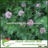 Touchhealthy supply Trifolium pratense seeds/Red Clover seeds/lawn grass seed
