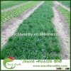 2016 Touchhealthy supply Lolium perenne seeds/ryegrass seeds/lawn seeds