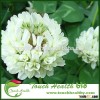 Touchhealthy supply Trifolium repens seeds/white clover seeds/forage grass seeds