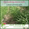 2016 Touchhealthy supply High quality ryegrass seed/ Lolium perenne seed