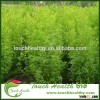 Touchhealthy supply sweet clover seeds/ daghestan sweet clover seeds/forage grass seeds