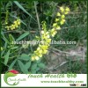 Touchhealthy supply Melilotus albus seeds/sweet clover seeds/Lawn grass seeds
