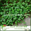 2016 Touchhealthy supply Creeping Dichondra Herb seeds/Lawn grass seeds