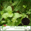 2016 Touchhealthy supply 100% Best Quality Menthe aquatique seeds for cultivating