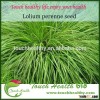 2016 Touchhealthy supply perennial ryegrass seeds forage seeds grass seeds 5 to 30 cm wide and 5 to 