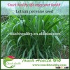 2016 Touchhealthy supply perennial ryegrass seeds forage seeds grass seeds