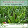 Touchhealthy supply mexico corn grass seeds introduce the latest forage species