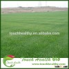 2016 Touchhealthy supply Festuca arundinacea seeds/Tall Fescue seeds/lawn seeds