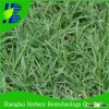 High budding rate biscuit grass seeds for grass land