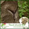 Touchhealthy supply good quality lacquer tree seeds varnish tree seeds Sumac seeds for planting