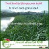 Touchhealthy supply Mexico corn grass seeds Top Quality