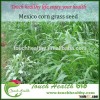 Touchhealthy supply New High Quality Grass Seeds hybrid Mexico corn grass seeds For Sale