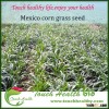 Touchhealthy supply Hybrid F1 Mexico corn grass seeds