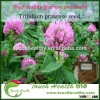 2016 Touchhealthy supply Good quality red clover seeds