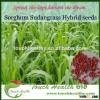 2016 Touchhealthy supply Best Quality Hybrid Sorghum Sudan Grass Seeds