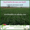 2016 Touchhealthy supply perennial ryegrass seeds forage seeds grass seeds likes the cold weather