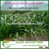 Touchhealthy supply mexicorn grass seed forage seed used to prepare for winter