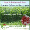 2016 Touchhealthy supply Sorghum Sudan Grass Seeds Exporter