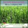Touchhealthy supply Hybrid Mexico corn grass seeds with Strong growth