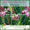 High sprouting rate alfalfa seeds for sowing