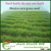 Touchhealthy supply Forage Grass Seeds,hybrid Mexico corn grass seeds