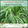 Touchhealthy Supply Well adaptable Mexico corn grass seeds for sowing