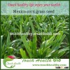 Touchhealthy Supply Mexico corn grass seeds for planting