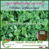2016 Touchhealthy supply Best quality red clover seeds for growing animal feed grass