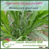 2016 Touchhealthy supply mexico corn grass seeds compared with common forage yield increased by 40% 