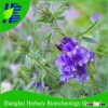 High quality alfalfa seeds for growing