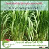 Touchhealthy Supply Chinese High Quality Feed hybrid Mexico corn grass seeds