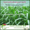 Touchhealthy supply Best Quality Hybrid Mexico corn grass seeds on sale