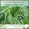 Touchhealthy supply High Purity Grass Seeds For Growing Mexico corn grass seeds