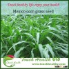 Touchhealthy supply Low price Hybrid Mexico corn grass seeds