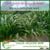 Touchhealthy supply High germination Mexico corn grass seeds for sowing
