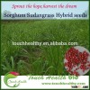 2016 Touchhealthy supply Hybrid F1 Sorghum Sudan Grass Seeds