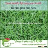 2016 Touchhealthy supply perennial ryegrass seeds forage seeds grass seeds Soil is not strictly requ