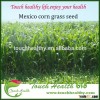 Mexico corn grass seeds