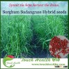 2016 Touchhealthy supply Newest Forage Grass Seeds Gaodan Grass Seeds Sorghum sudan grass seeds For 