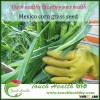 Touchhealthy supply mexico corn grass seeds up to 35,000 kg maximum yield