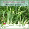 Touchhealthy supply Vigorous growth hybrid Mexico corn grass seeds for growing