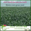 Touchhealthy supply Super Good Quality hybrid Mexico corn grass seeds