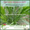 Touchhealthy supply Hybrid Mexico corn grass seeds for growing