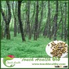 Touchhealthy supply good quality high germination rate Rhus verniciflua Stokes seeds / lacquer tree 