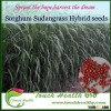 2016 Touchhealthy supply Sorghum hybrid sudangrass Seeds Animal grass seed