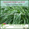 2016 Touchhealthy supply perennial ryegrass seeds forage seeds grass seeds Barren soil nutrients but