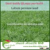 2016 Touchhealthy supply perennial ryegrass seeds forage seeds grass seeds good quality, fast regene